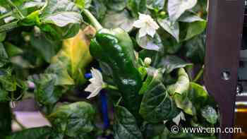 Astronauts have a taco taste test using first chile peppers grown in space