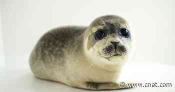 Scientists find baby seals can change their tone of voice like humans do     - CNET