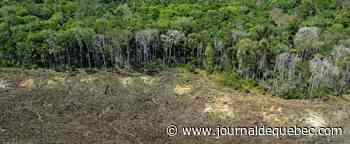 Pour le climat, une centaine de pays taclent le méthane et protègent les forêts