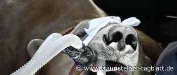 Eisbär beim Zahnarzt - Traunsteiner Tagblatt