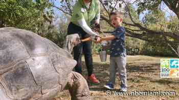 Zoo Miami Breaks All-Time Attendance Record