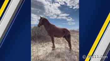 Outer Banks wild horse dies after drinking contaminated water