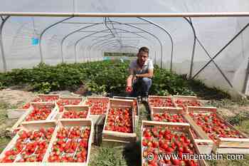 PHOTOS. Dans le canton de Carros, les fraises sont bichonnées des serres aux allées du marché - Nice-Matin