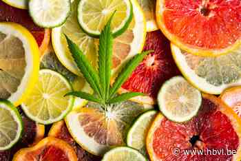 Van het ene faillissement naar het andere: Alkense fruitboer krijgt 2 jaar cel - Het Belang van Limburg