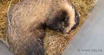 Vier maanden cel met uitstel voor zeventiger die das doodknuppelde - Het Laatste Nieuws