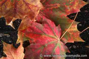 Autumn in St. Clair County: 5 things to do on the Thumb Coast this fall - Concentrate