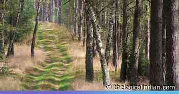 Indigenous People To Get $1.7 Billion For Their Role As 'Forest Guardians' - The Logical Indian