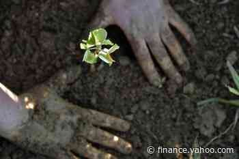 HP's Expanded Partnership with WWF Aims to Grow Forest Conservation and Restoration - Yahoo Finance