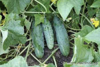 Salmon Arm Salvation Army planting food forest to address food security - Salmon Arm News - Castanet.net