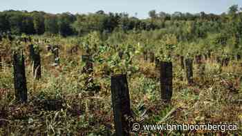 It Takes a Small Forest to Offset CO2 From a Holiday and Two Lattes a Day - BNN