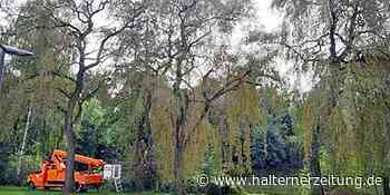HZ+ Stadt Stadtlohn lässt vier große Trauerweiden im Losbergpark fällen - Halterner Zeitung