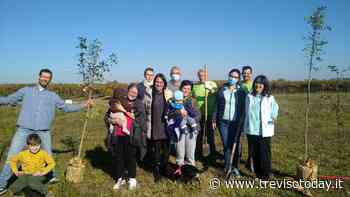 Nuovi nati: piantati 40 alberi a Sant'Elena di Silea - TrevisoToday