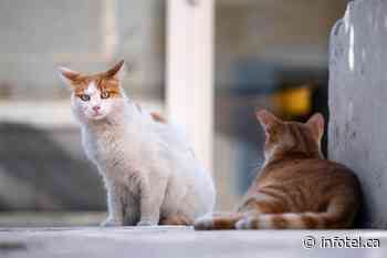Cat overpopulation problem continues to plague Kamloops | iNFOnews | Thompson-Okanagan's News Source - iNFOnews