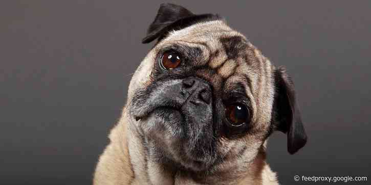 The adorable head tilt some dogs do is a sign they're concentrating and recalling information, a study found