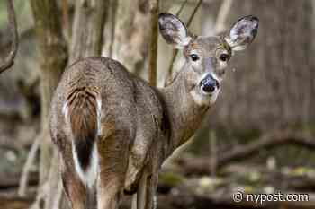 Deer identified as widespread carrier of coronavirus: study - New York Post