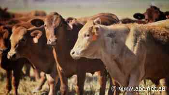 Australia joins China, Russia, India and Iran in refusing to join global pledge to cut methane emissions