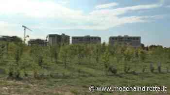 Clima, Modena è in prima linea: la città con più alberi d'Italia. VIDEO - modenaindiretta.it
