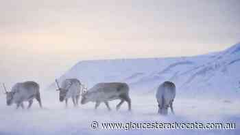 Norway turbines, Sami herder rights clash - Gloucester Advocate