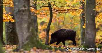 Nach Wildunfall: Polizisten erschießen Wildschwein in Bruchsal - ka-news.de
