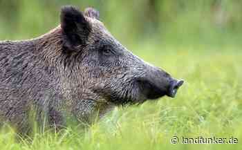 BRUCHSAL | Wildschwein irrt durch Bruchsaler Südstadt. Polizei erlegt es mit zwei Schüssen. - Landfunker