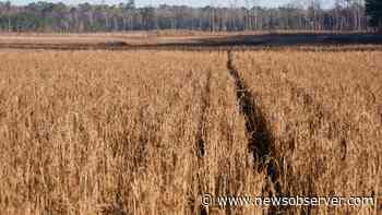 Conservation group buys 336-acre Jasper County land for $1.68M. How will it be used? - Raleigh News & Observer
