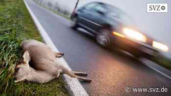 Ludwigslust-Parchim: Zeitumstellung: Polizei warnt jetzt vor noch mehr Wildunfällen | svz.de - svz – Schweriner Volkszeitung