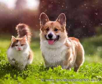 Blackburn: Bob Martin announces Pets as Therapy partnership