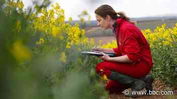 The regenerative revolution in food - BBC News