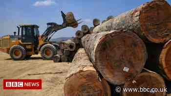 Deforestation: Which countries are still cutting down trees?