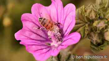 Bari, ecco Pollin-actor il progetto per studiare i segreti delle ciliegie. "Scopriamo il mistero degli impoll… - La Repubblica