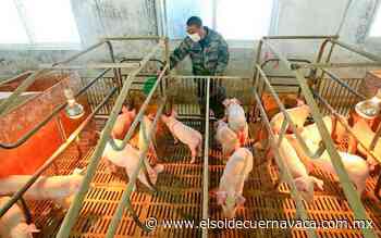 Sader previene brotes de la peste porcina africana - El Sol de Cuernavaca