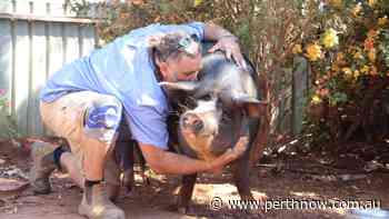 Port Hedland pig channels inner Swino to save Pilbara owner’s house from young thieves - PerthNow