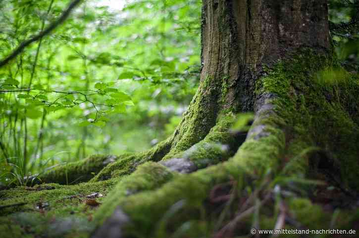 Das Potenzial von Moos in Wirtschaft und Forschung