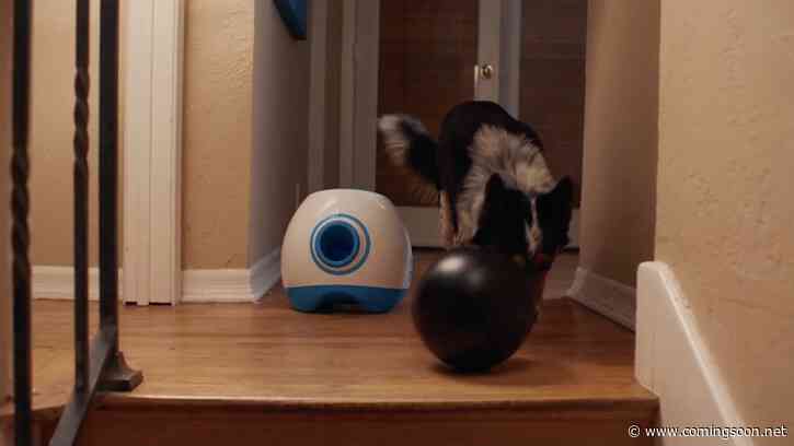 Exclusive Pups Alone Clip Features Canine Holiday Hijinks
