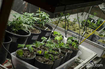 DC Council Passes Bill To Help Medical Marijuana Dispensaries - DCist