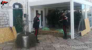 Trani, neopatentato distrugge un gazebo di un ristorante. Aveva il tasso alcolemico superiore al limite consentito - Radionorba