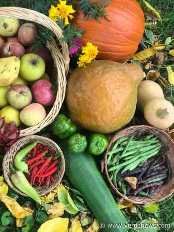 Garden's For Humanity: The gardener's calendar - Verde Independent