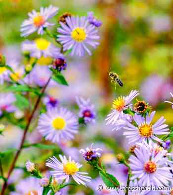 Maine Gardener: Another gardening season draws to a close - pressherald.com