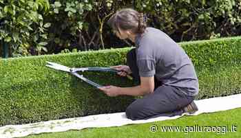 Prato Sintetico, la soluzione pratica per tutte le esigenze di arredo esterno - Gallura Oggi