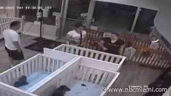 Family Steals $7,000 Puppy From Boca Raton Pet Store: Police