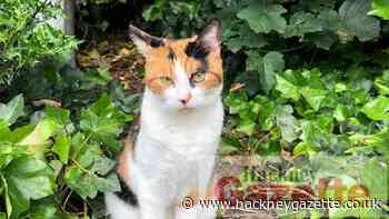 Search is on for missing Hackney cat - Hackney Gazette