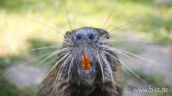 Schmeckt wie Spanferkel: Warum nicht mal eine Bisamratte essen? - BILD