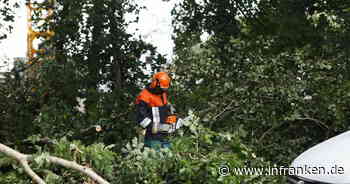 Bamberg: Brose-Erweiterung - fünf Bäume müssen weichen