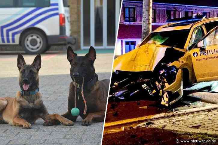 Bestuurder die ongeval veroorzaakte waarbij politiehonden Drago en Blue stierven, kent zijn straf: “Alles waar hun baasje voor leefde, viel plots weg”