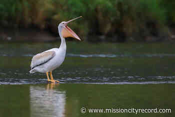 Bird watchers excited to see rare American White Pelican in Chilliwack – Mission City Record - Mission City Record