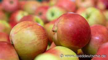 Sachsens Obstbauern mit Apfelernte zufrieden - Süddeutsche Zeitung