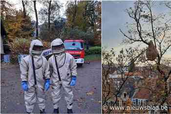 Nest van Aziatische hoornaars aangetroffen in Josaphatpark