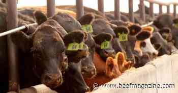 Beef production totals in 2021