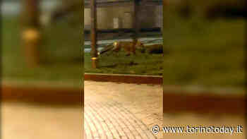 Una volpe si aggira per le vie di Orbassano in cerca di cibo | VIDEO - TorinoToday
