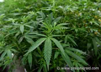 Rhode Island picks five medical marijuana dispensaries for licenses - Press Herald